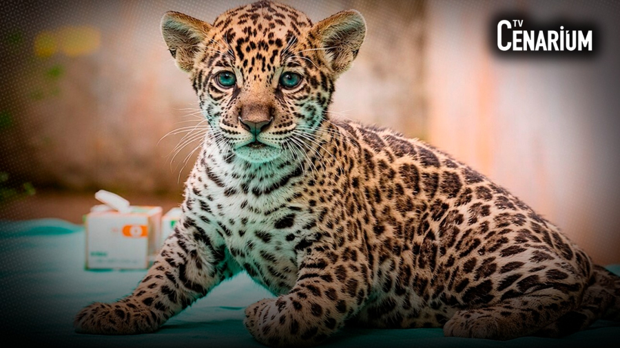 Onça-pintada nascida no BioParque Vale Amazônia ganha o nome de Xingu