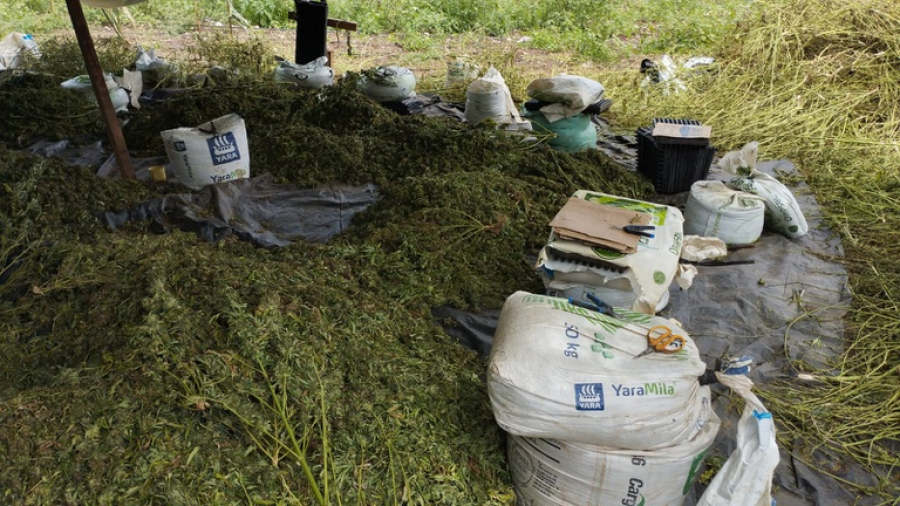 PF apreendeu cerca de duas toneladas de maconha em ação na divisa de Alagoas com a Bahia